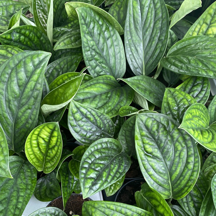 Monstera Peru (Monstera Karstenianum)