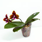 Phalaenopsis Allura 'Voodoo' *voňavá