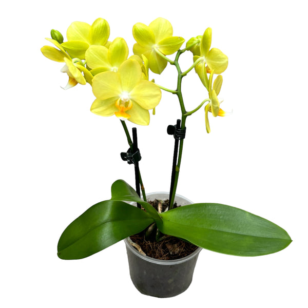 Phalaenopsis La Paz (Honigmohn) duftend