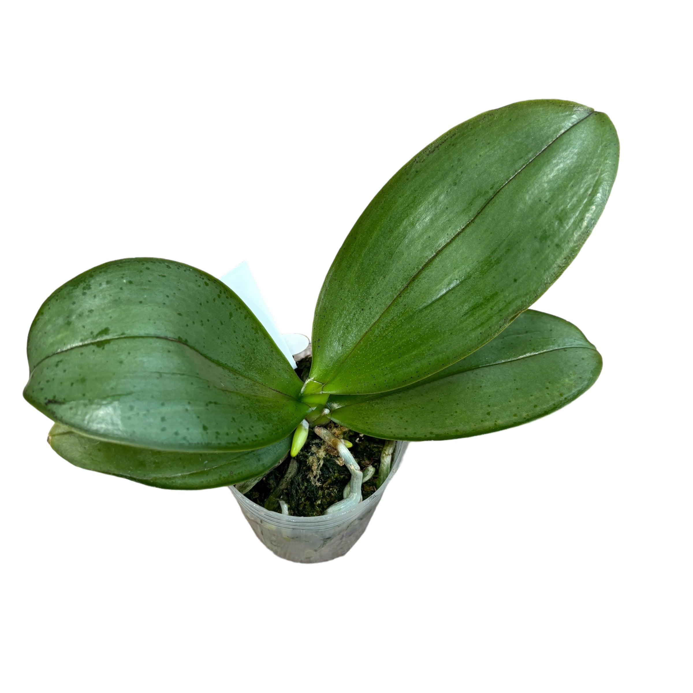 Phalaenopsis KS Fragrance (silberne Blätter) duftend