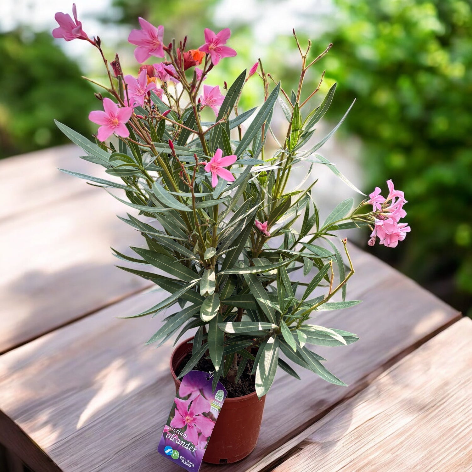 Leandru (Nerium Olander) 2pp - exemplare XL