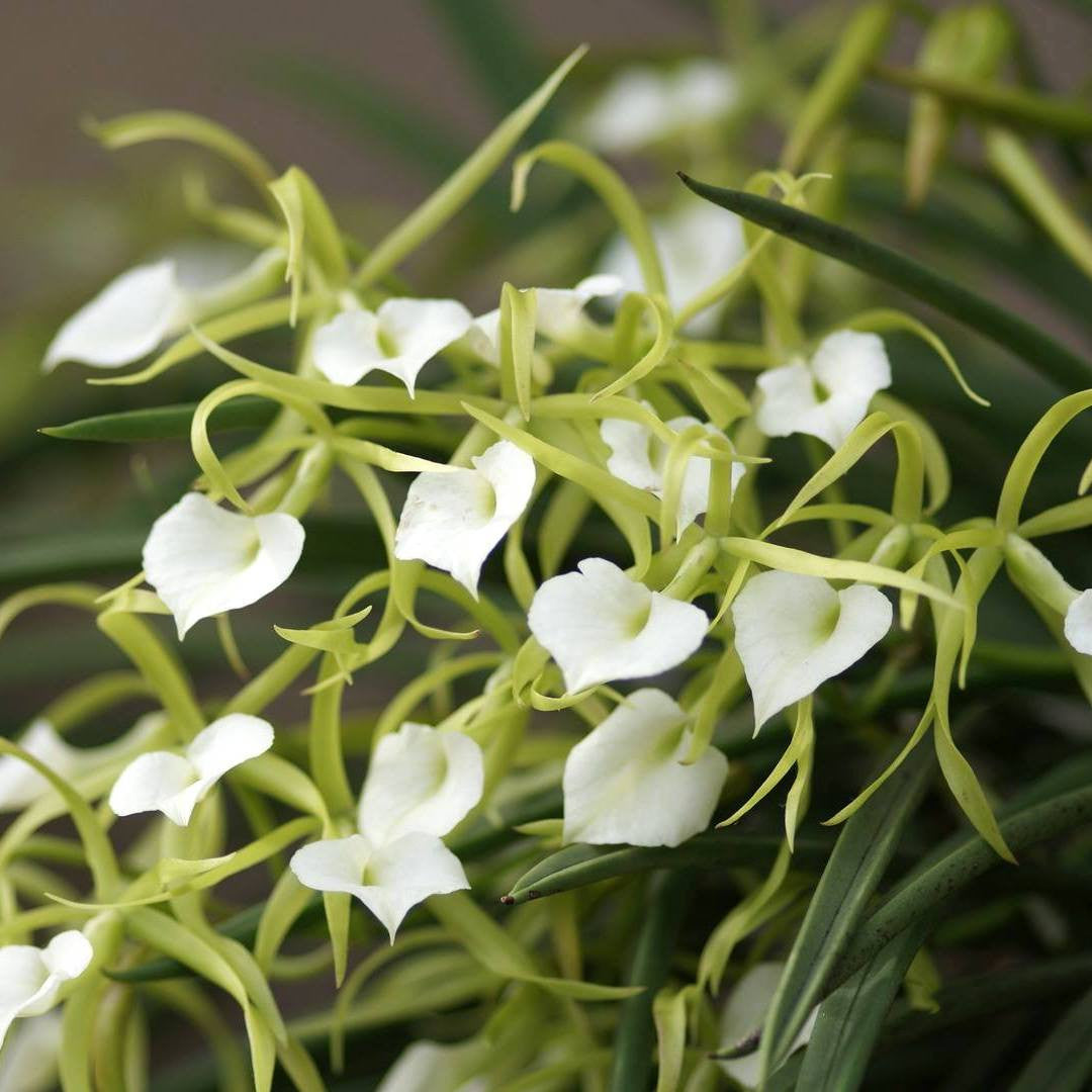 Brassavola Cordata (syn. Brassavola Subulifolia) Parfumata – Floraria ...