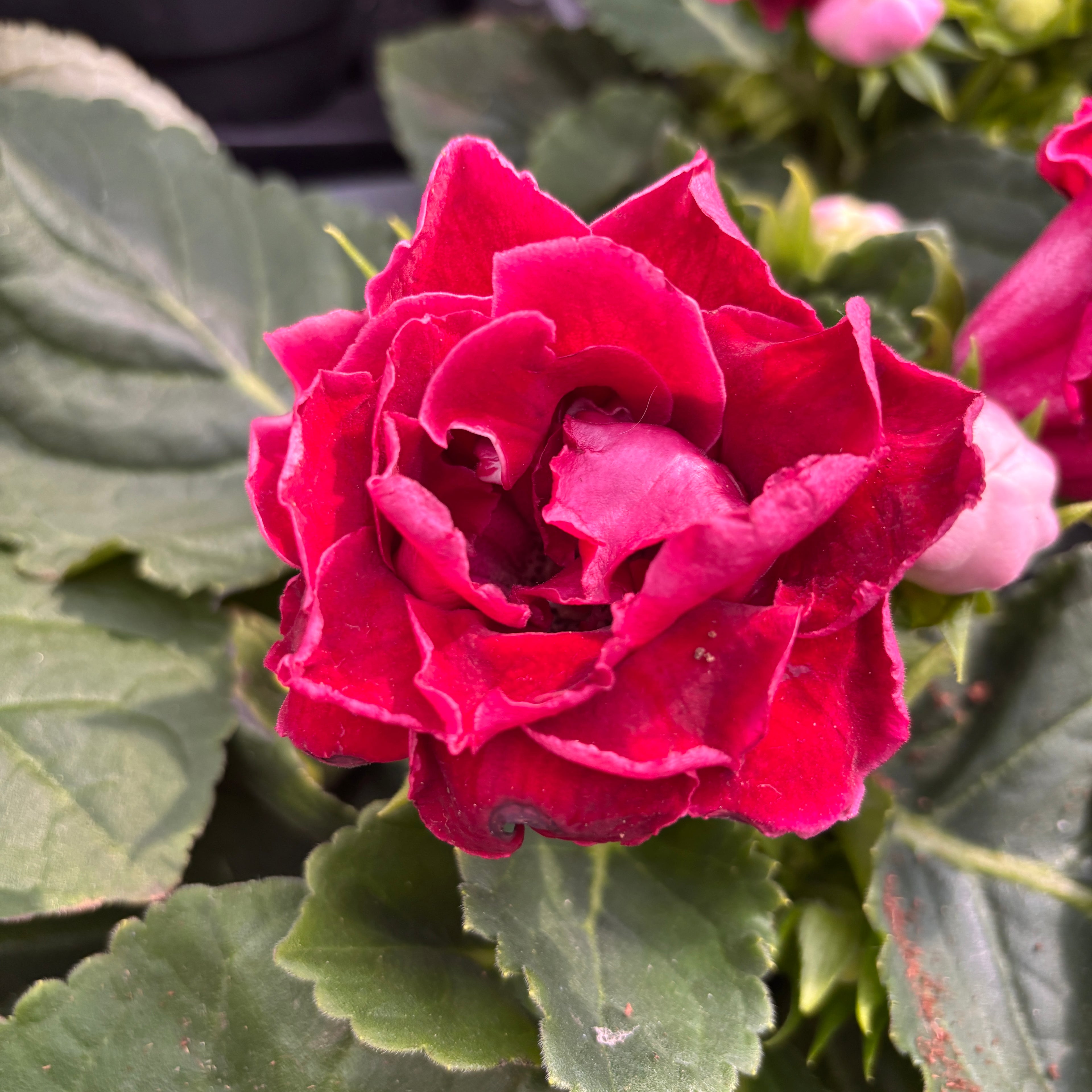Sinningia Brocade Red - Gloxinia Sonata cu floare dubla