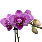Phalaenopsis „Limited #72”
