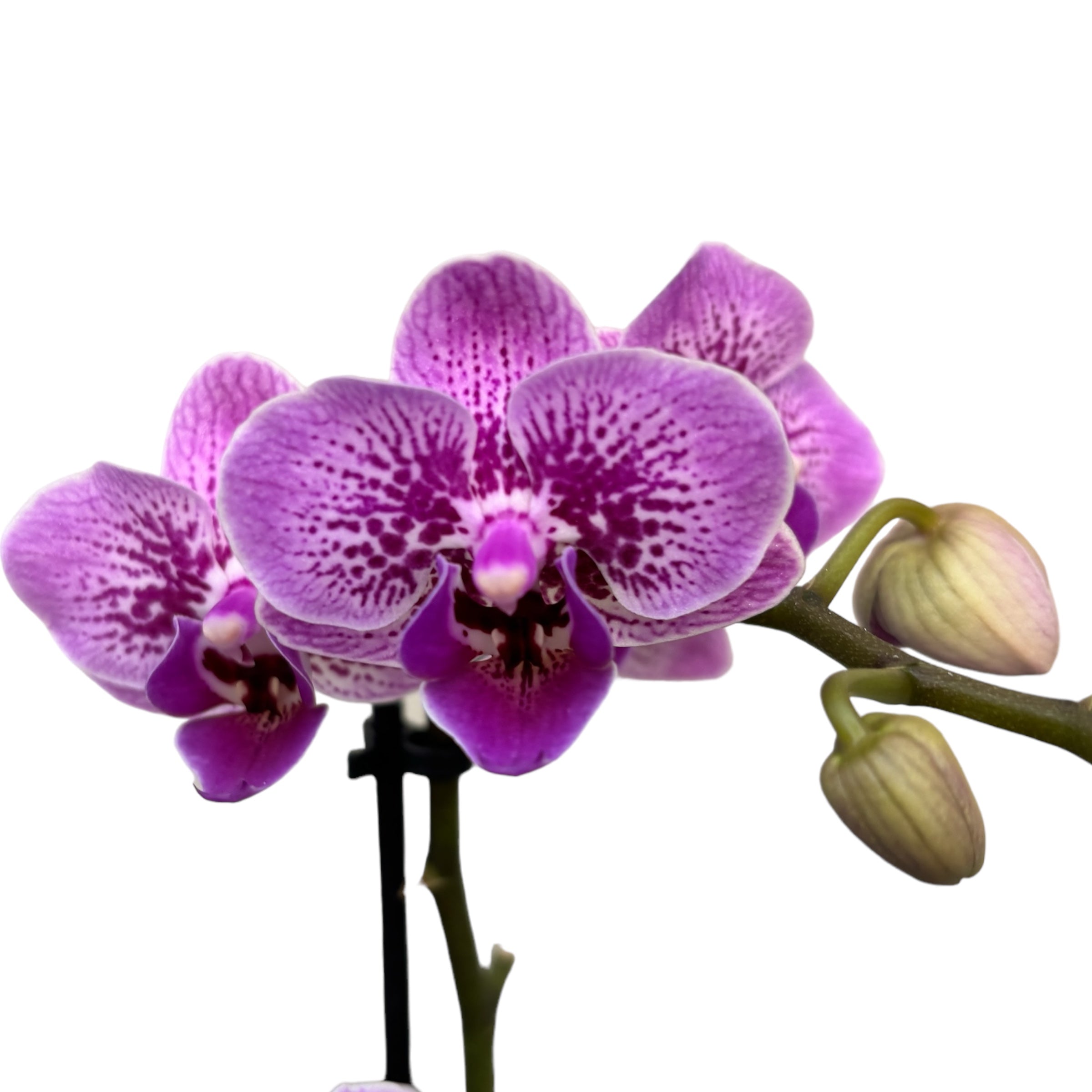 Phalaenopsis ‘Limited #72’