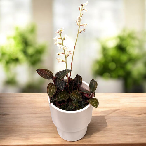 Ludisia discolor (orchidée bijou)