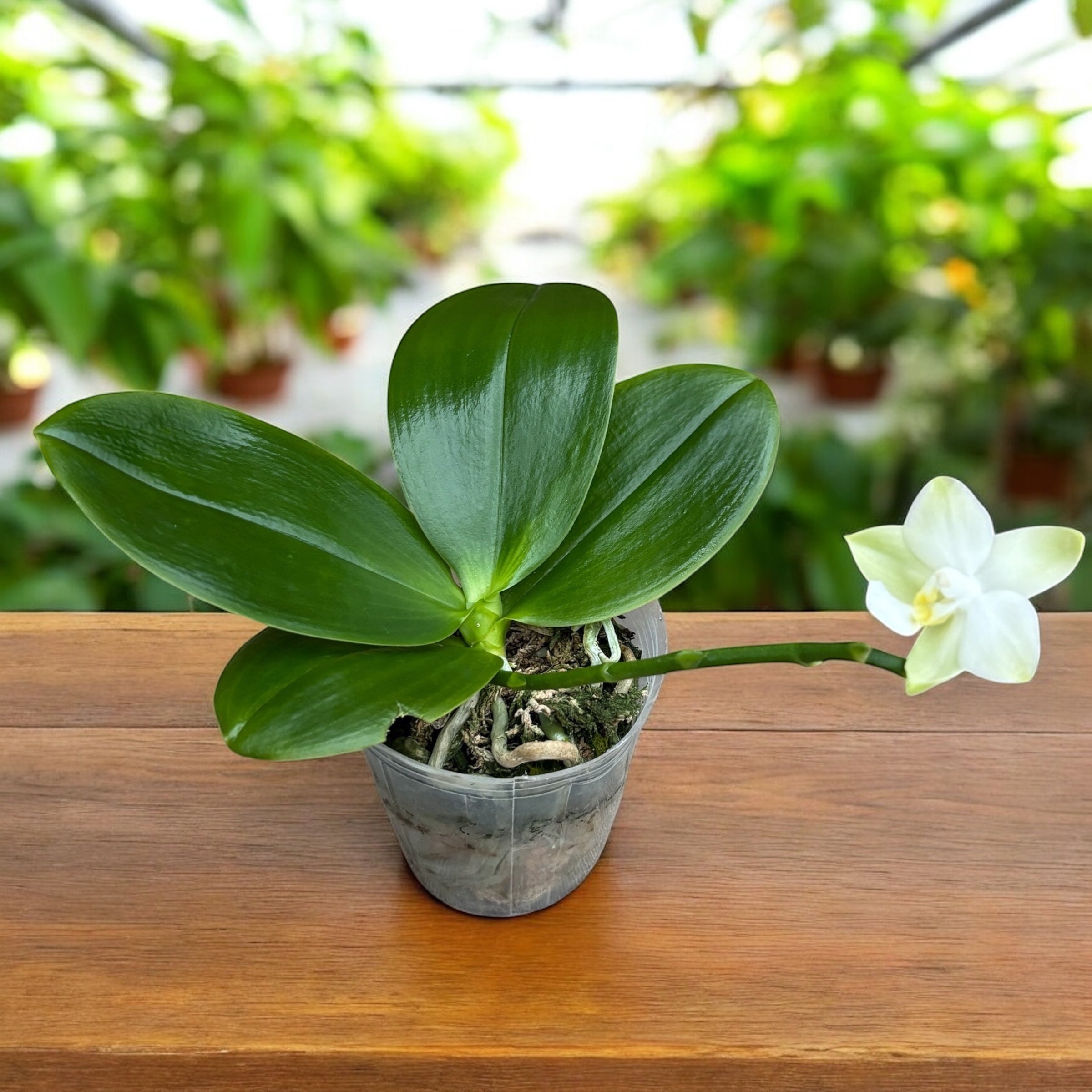 Phalaenopsis Tzu Chiang Chrisna - pachnące kwiaty – Secret Garden