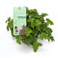 Muscate parfumate - Scented Geranium (parfum de ciocolata)