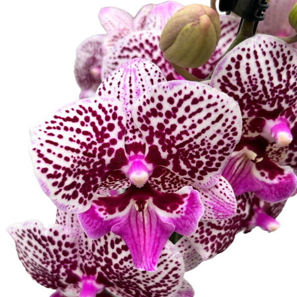 Phalaenopsis Limited #54 big lip