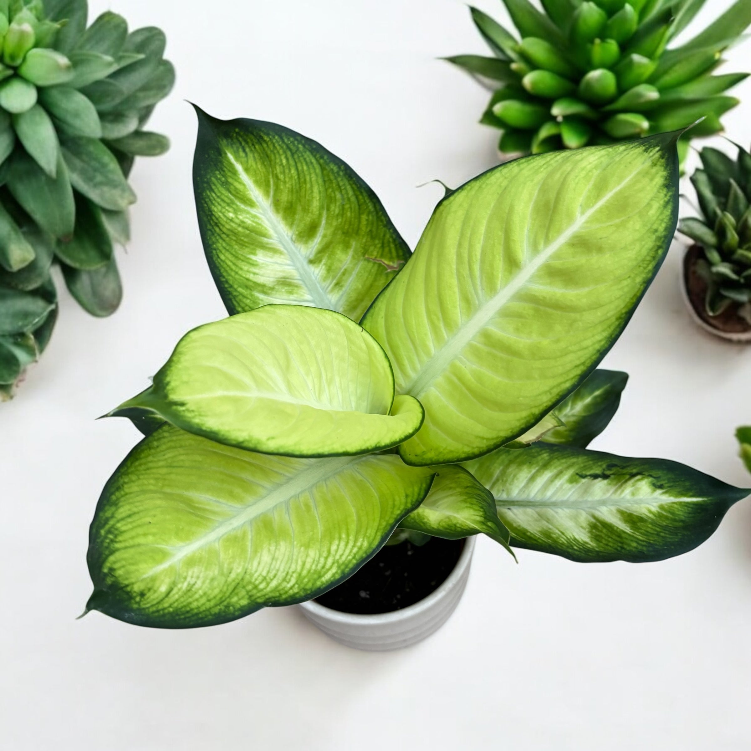 Dieffenbachia ‘Summer Style’ – eleganta tropicala in nuante de verde si crem