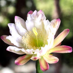 Cereus forbesii – cactus columnar decorativ, cu tulpini verzi-albastrui si flori spectaculoase