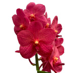 Vanda Magic Red (Ansu)