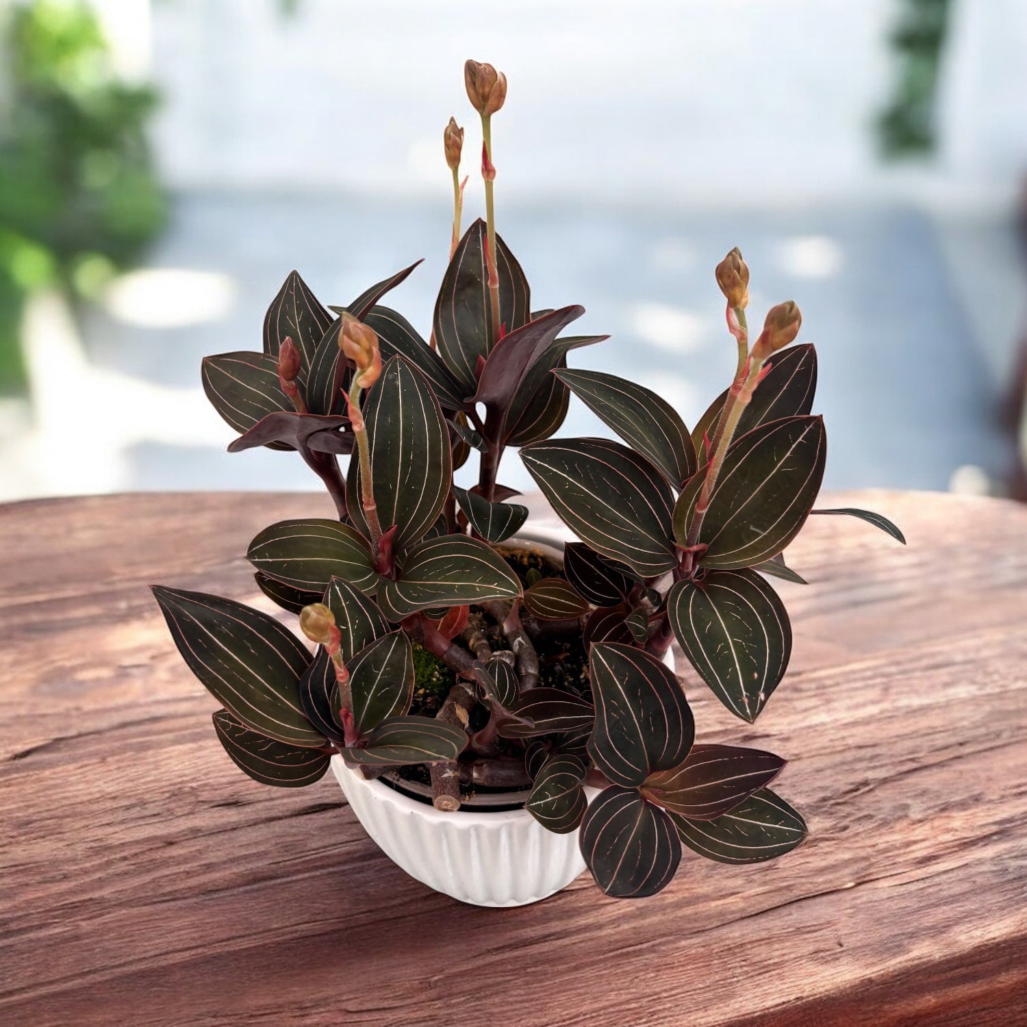 Ludisia discolor (orhideea bijuterie)