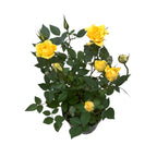 Trandafiri pitici de gradina (3 plante/ghiveci)