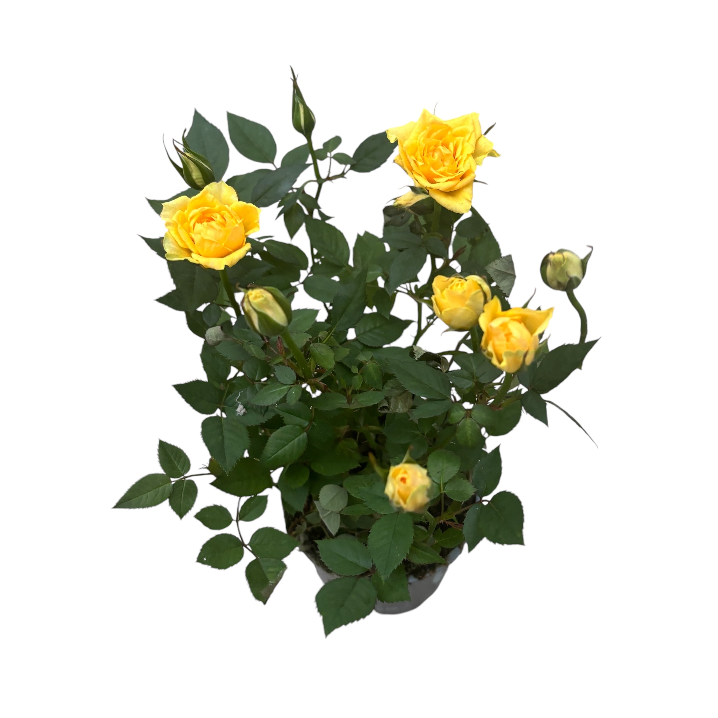 Trandafiri pitici de gradina (3 plante/ghiveci)