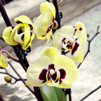 Phalaenopsis Winehoud