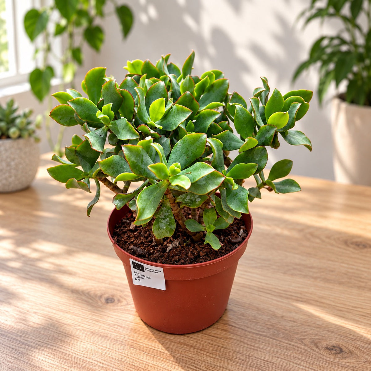 Crassula arborescens subsp. undulatifolia - Jade Tree with wavy leaves