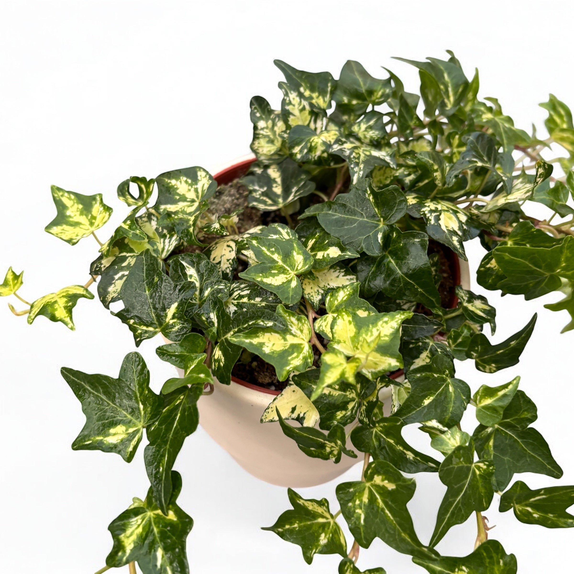 Hedera helix ‘Golden Jytte’ - iedera cu frunze variegate