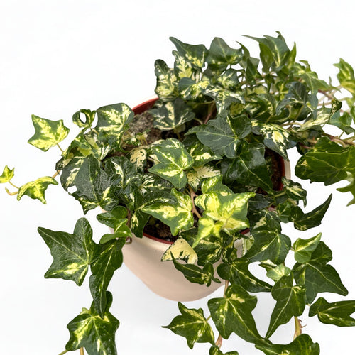 Hedera helix 'Golden Jytte'