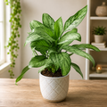 Aglaonema 'Maria Christina' - compact silver Aglaonema