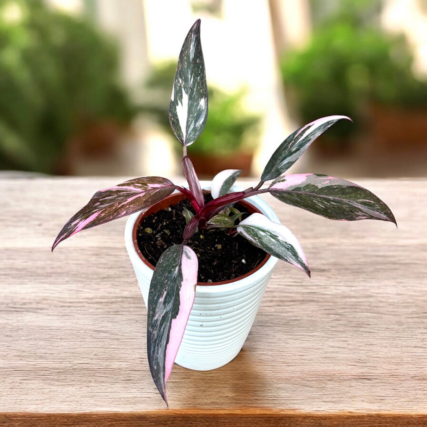 Filodendron 'Pink Princess Marble' – Secret Garden Plant Shop