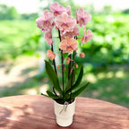 Phalaenopsis Autumn Wind (big lip)