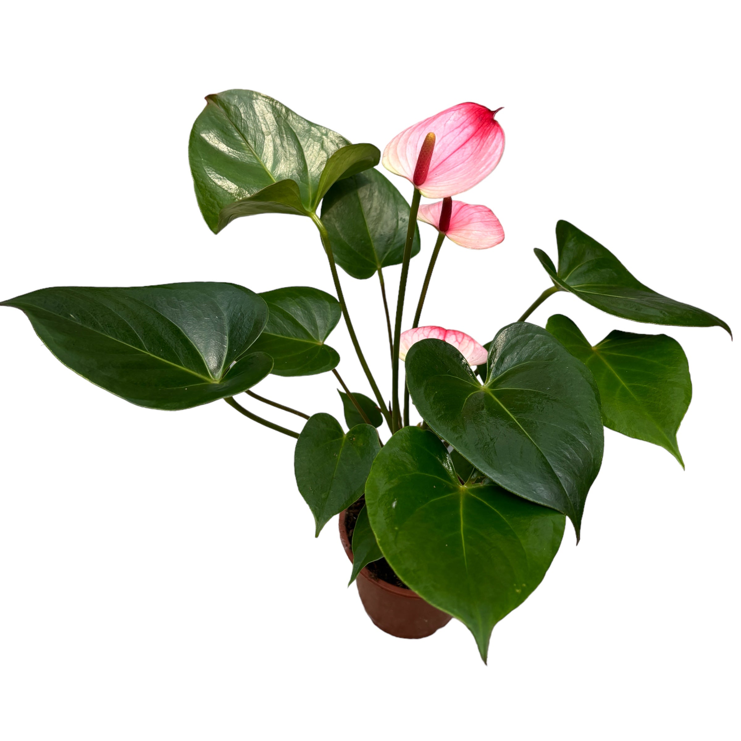 amalia elegance anthurium Anthurium Princess Amalia Elegance (Floarea Flamingo) – Secret Garden Plant Shop