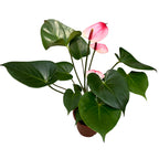 Anthurium Princess Amalia Elegance (Floarea Flamingo)