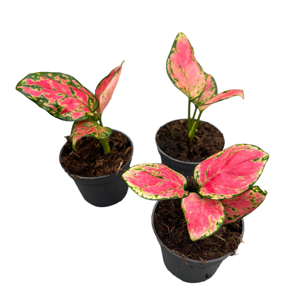 Aglaonema 'Pink Promises' *Babypflanze