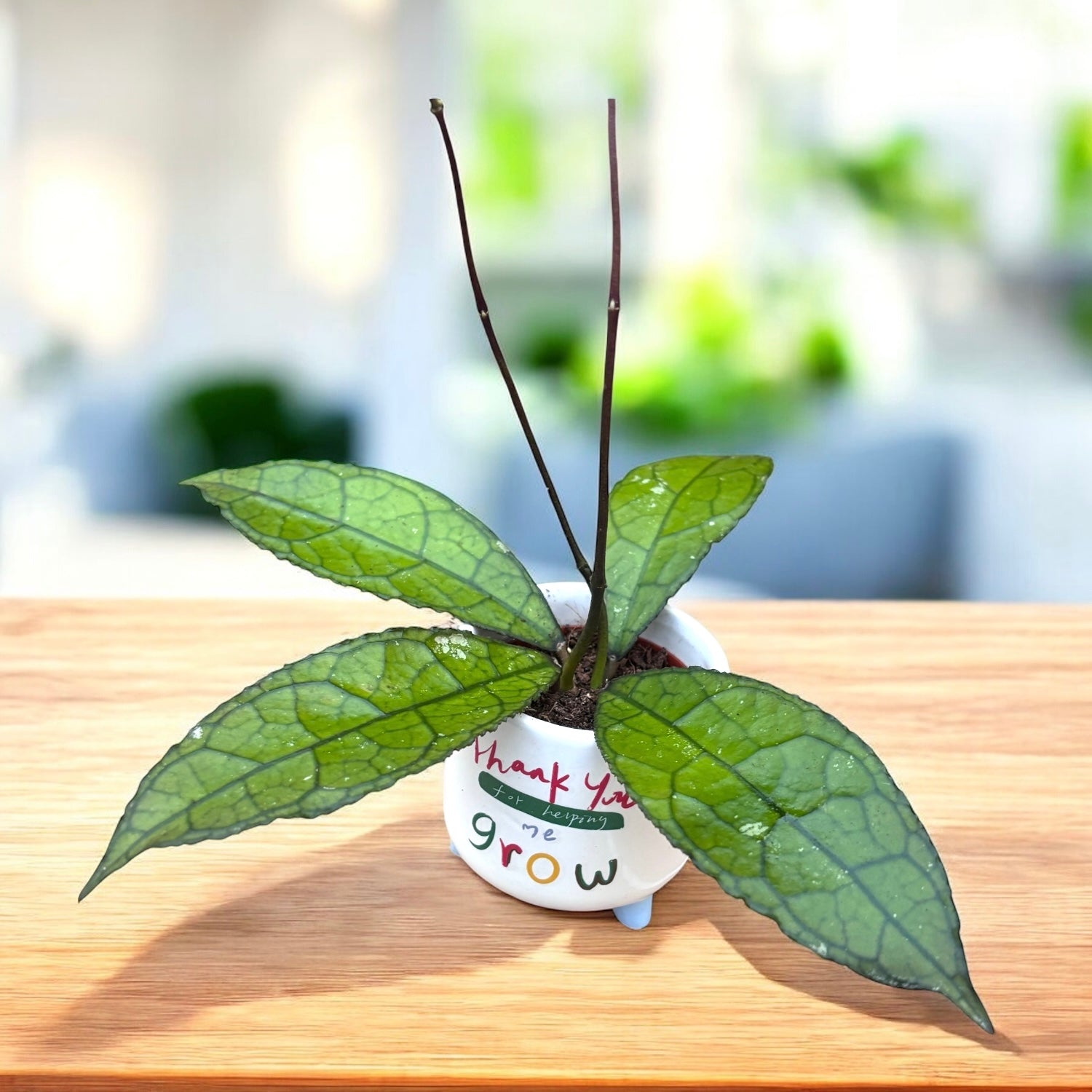 Hoya clemensiorum (short leaf)