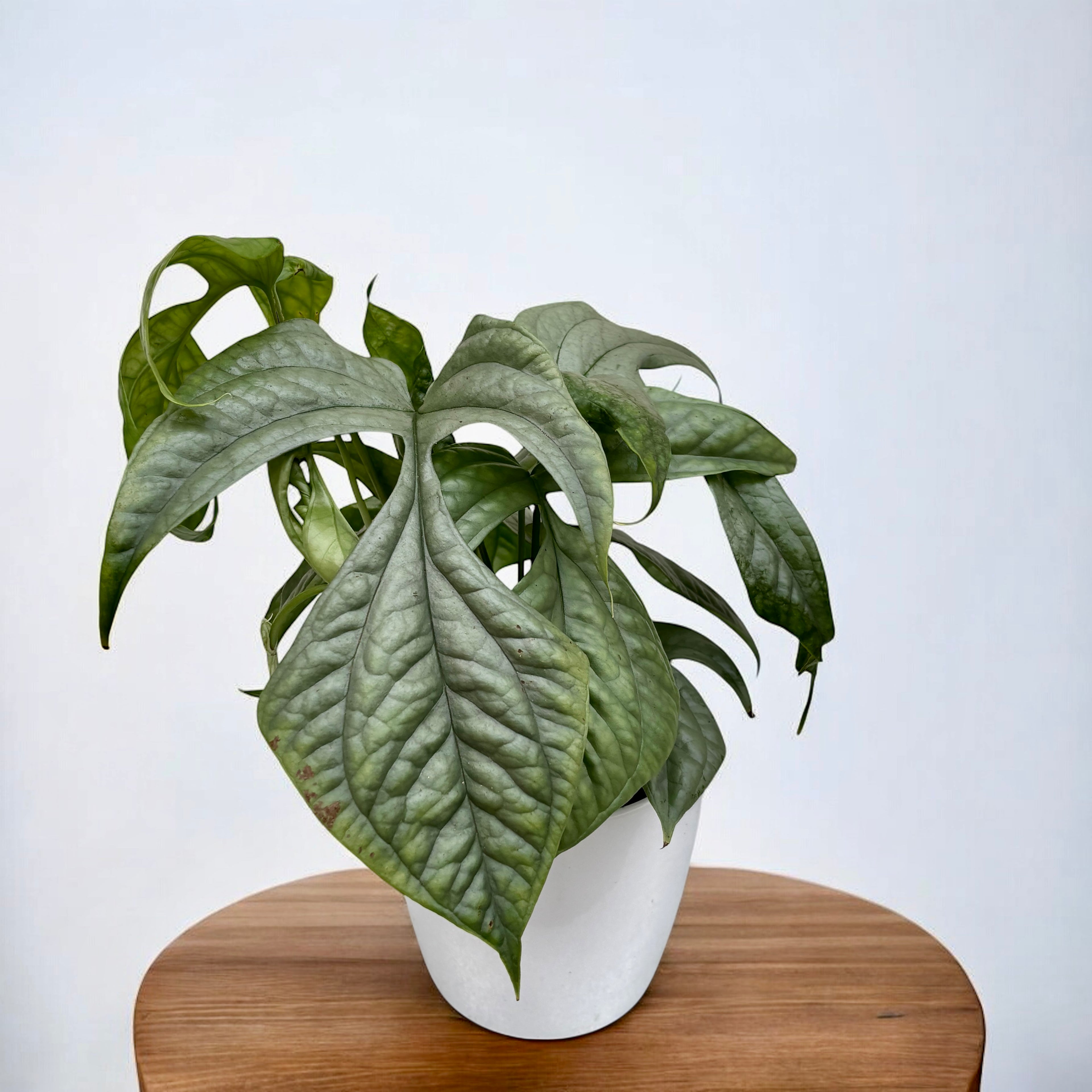 Amydrium medium 'Silver Spiderman' (Spiderman Monstera Silver)