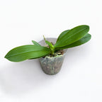 Phalaenopsis Anna-Larati Soekardi