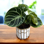 Anthurium 'Dorayaki' - varietate spectaculoasa, compacta