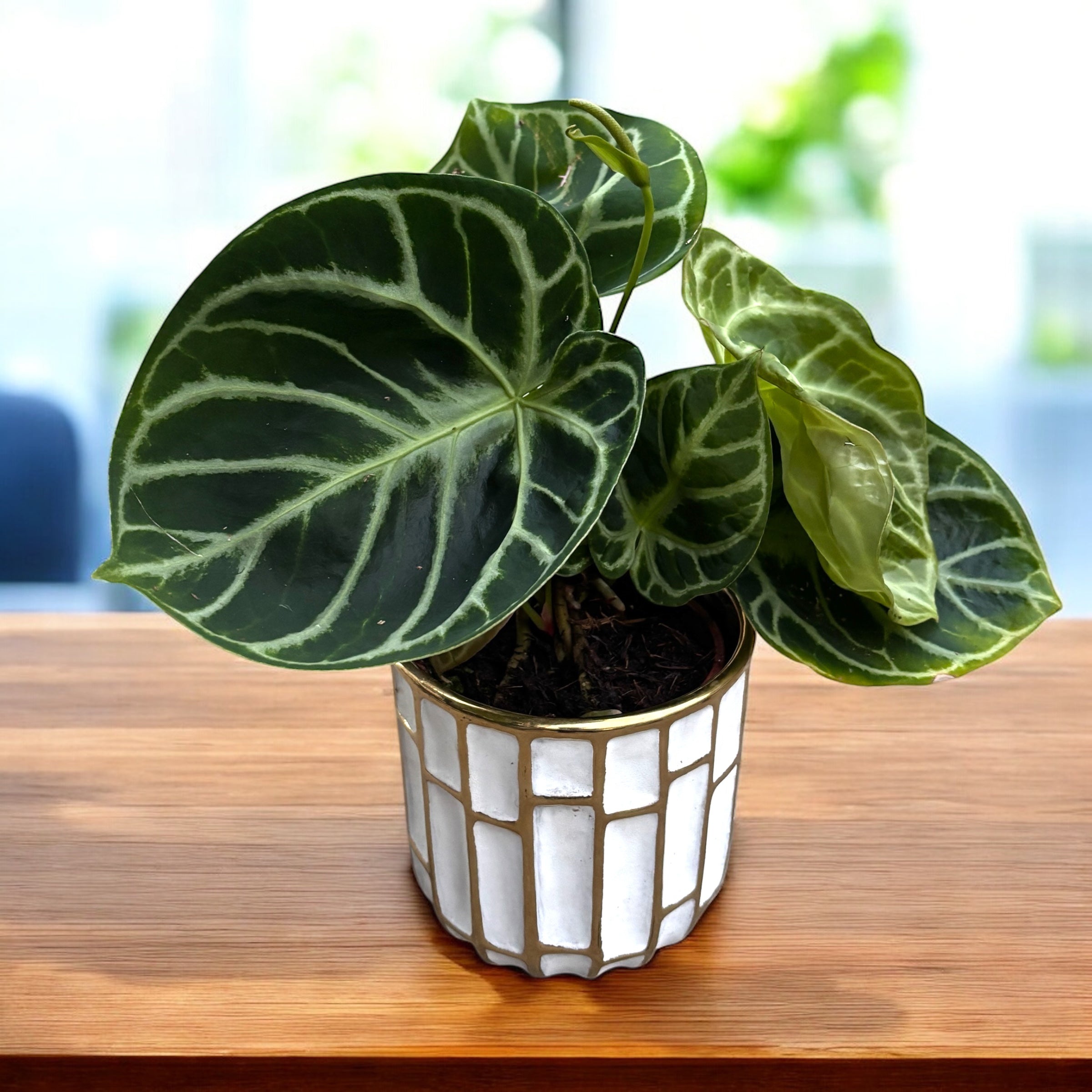 Anthurium 'Dorayaki' - varietate spectaculoasa, compacta