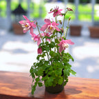 Aquilegia caerulea Pink (caldarusa de munte roz)