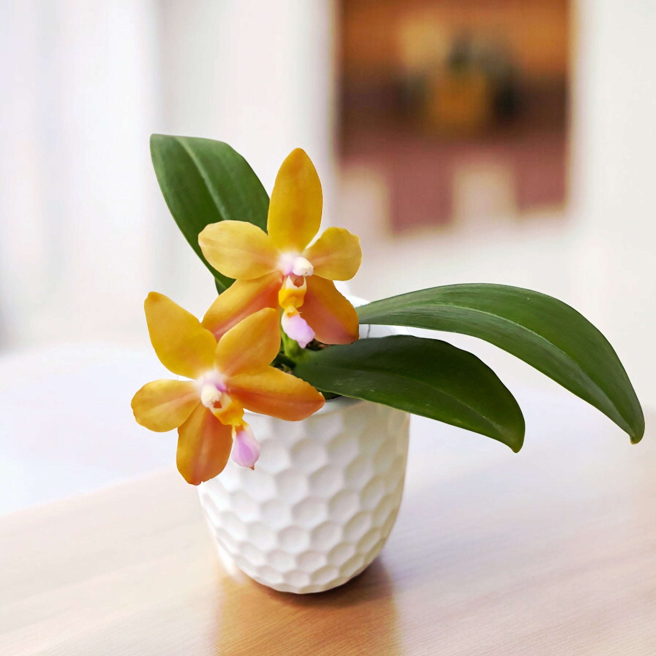 Phalaenopsis Miki Lola Girl Bear King '880'