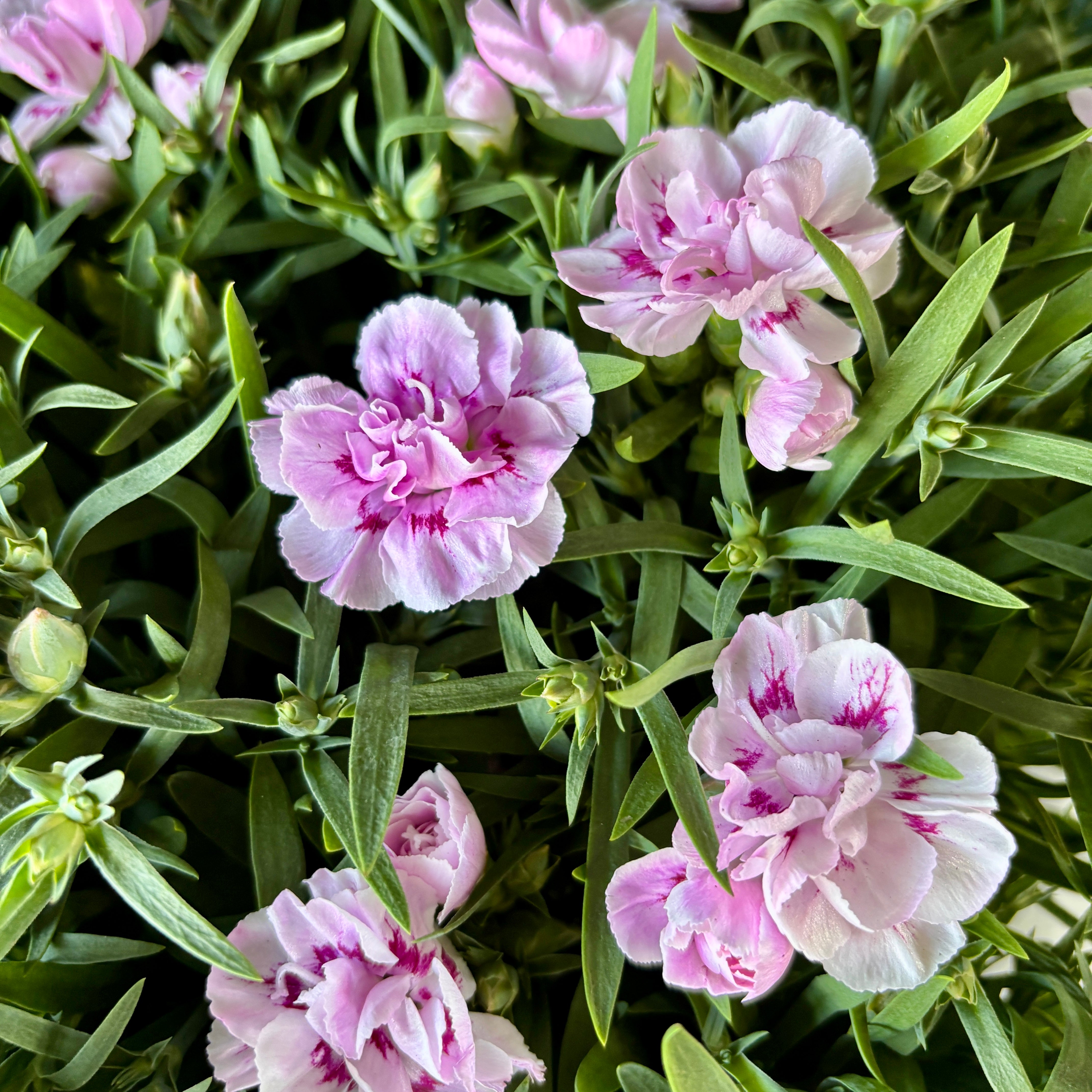 Dianthus caryophyllus 'Oscar Purple Wings - garofita perena, flori