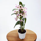 Dendrobium Sunny Eyes *fragrant