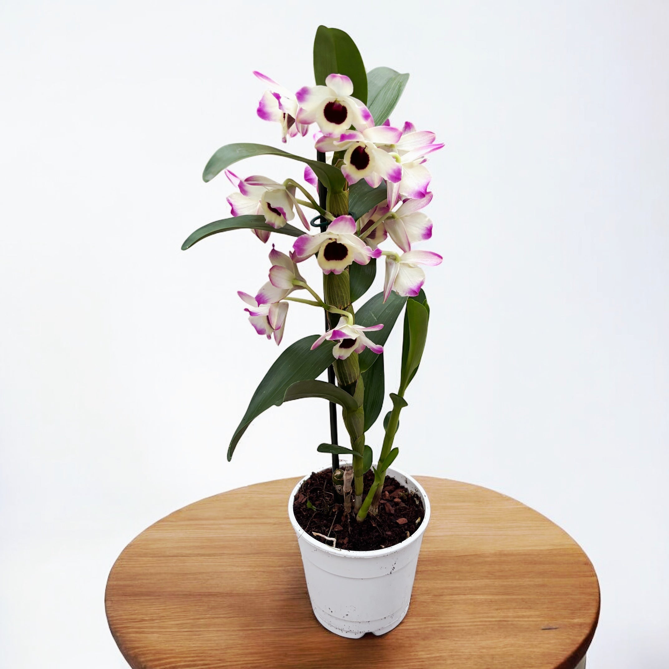 Dendrobium Sunny Eyes *fragrant