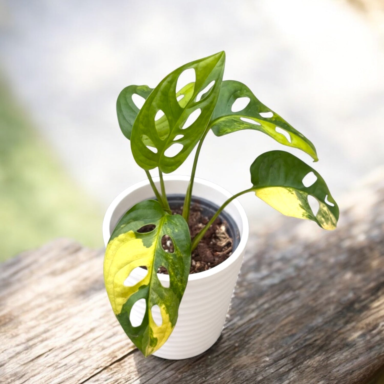 Monstera adansonii 'Variegata' - unicat