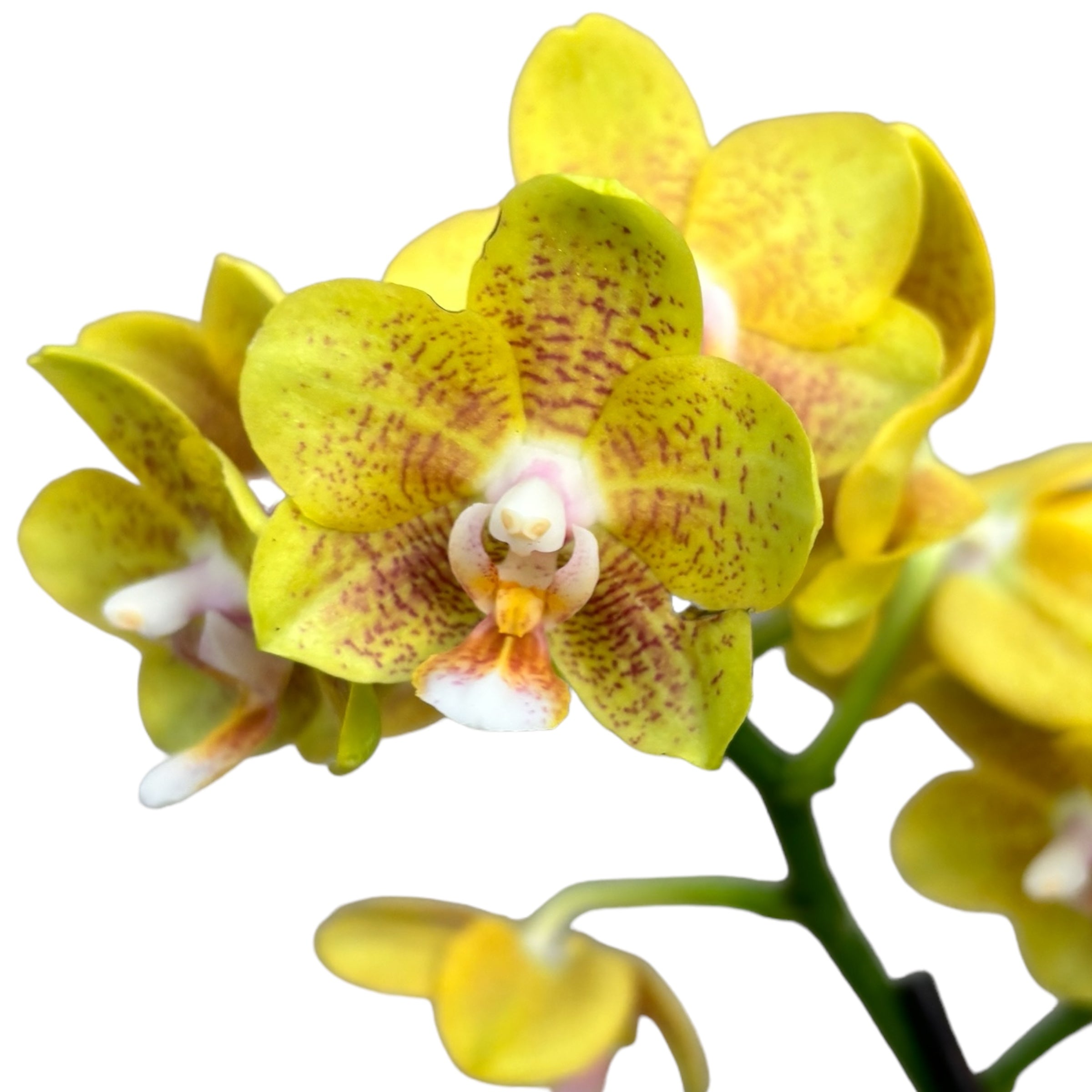 Phalaenopsis ‘Allura Catherine’ parfumat