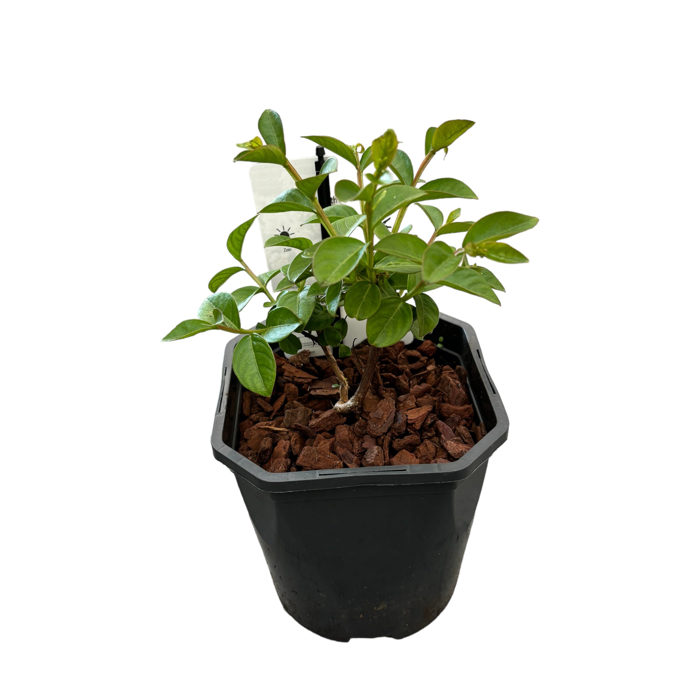 Liliac indian - Lagerstroemia indica 'With Love Eternal'