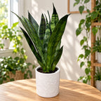 Sansevieria ‘Frozen’