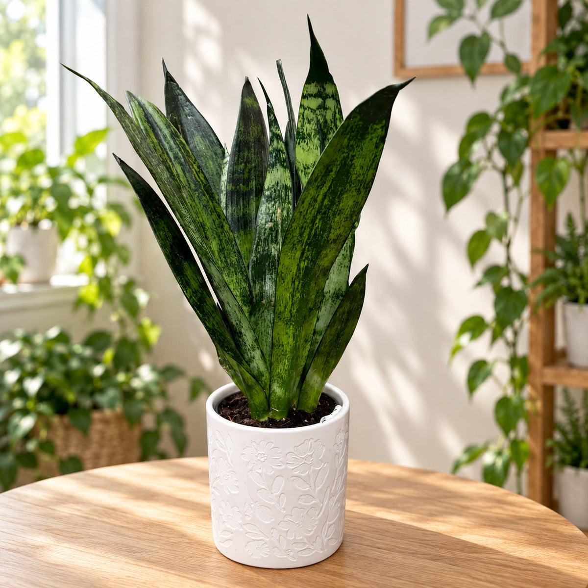 Sansevieria ‘Frozen’