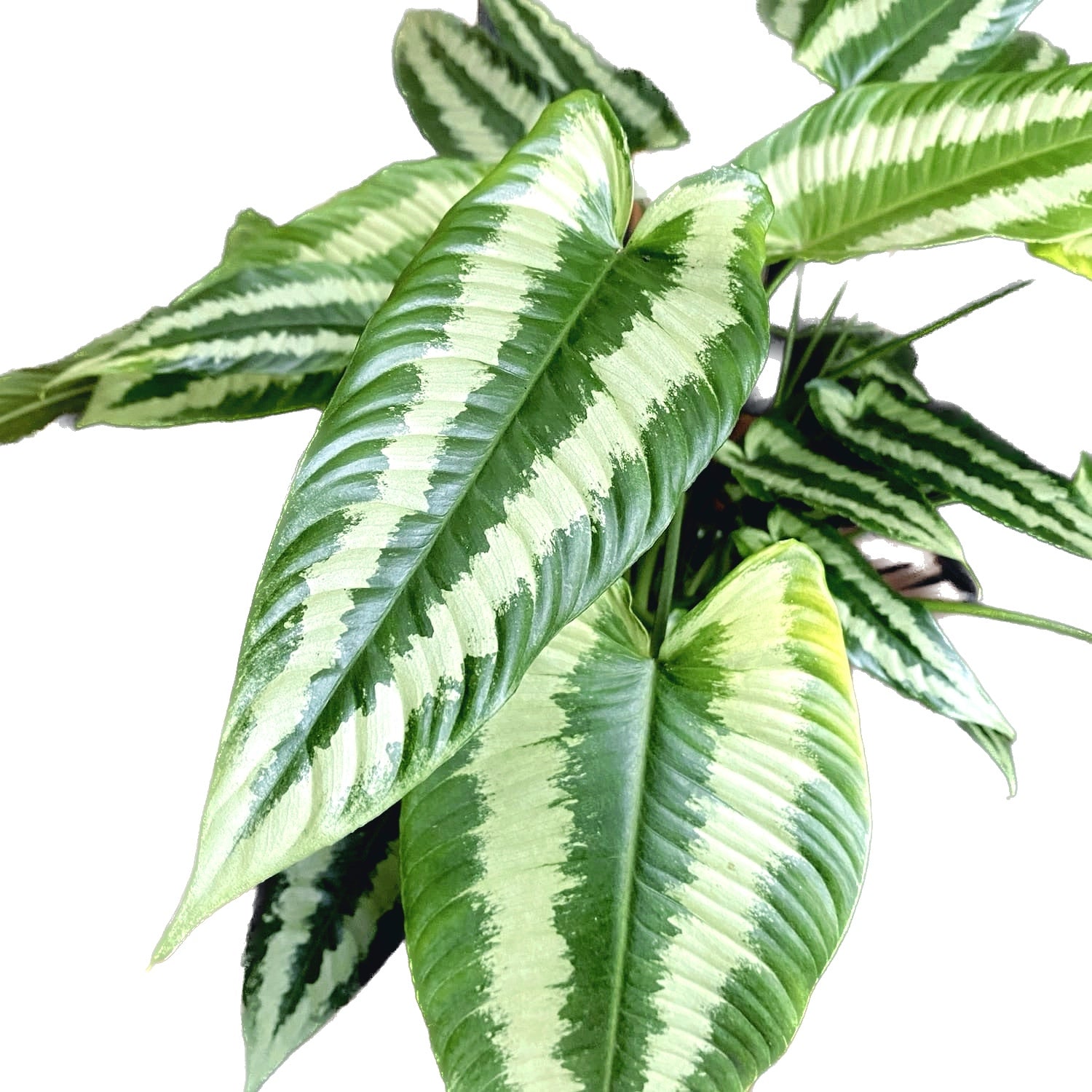 Schismatoglottis wallichii 3pp