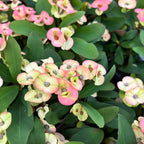 Euphorbia Milii ‘Hera’ babyplant (Coroana lui Isus alb-roz)