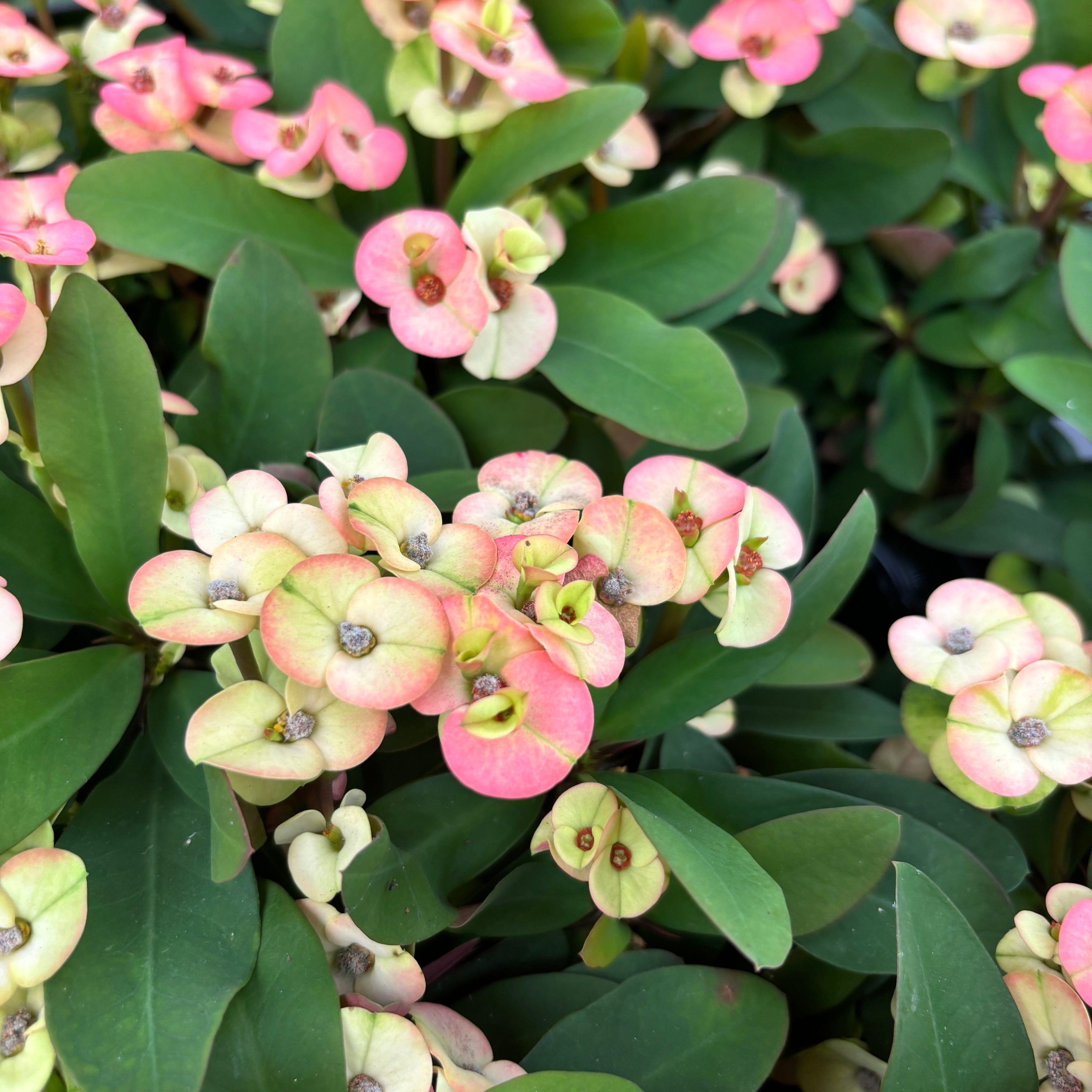 Euphorbia Milii ‘Hera’ babyplant (Coroana lui Isus alb-roz)
