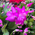 Schlumbergera Cyber Dancer (craciunita roz) - exemplare XL