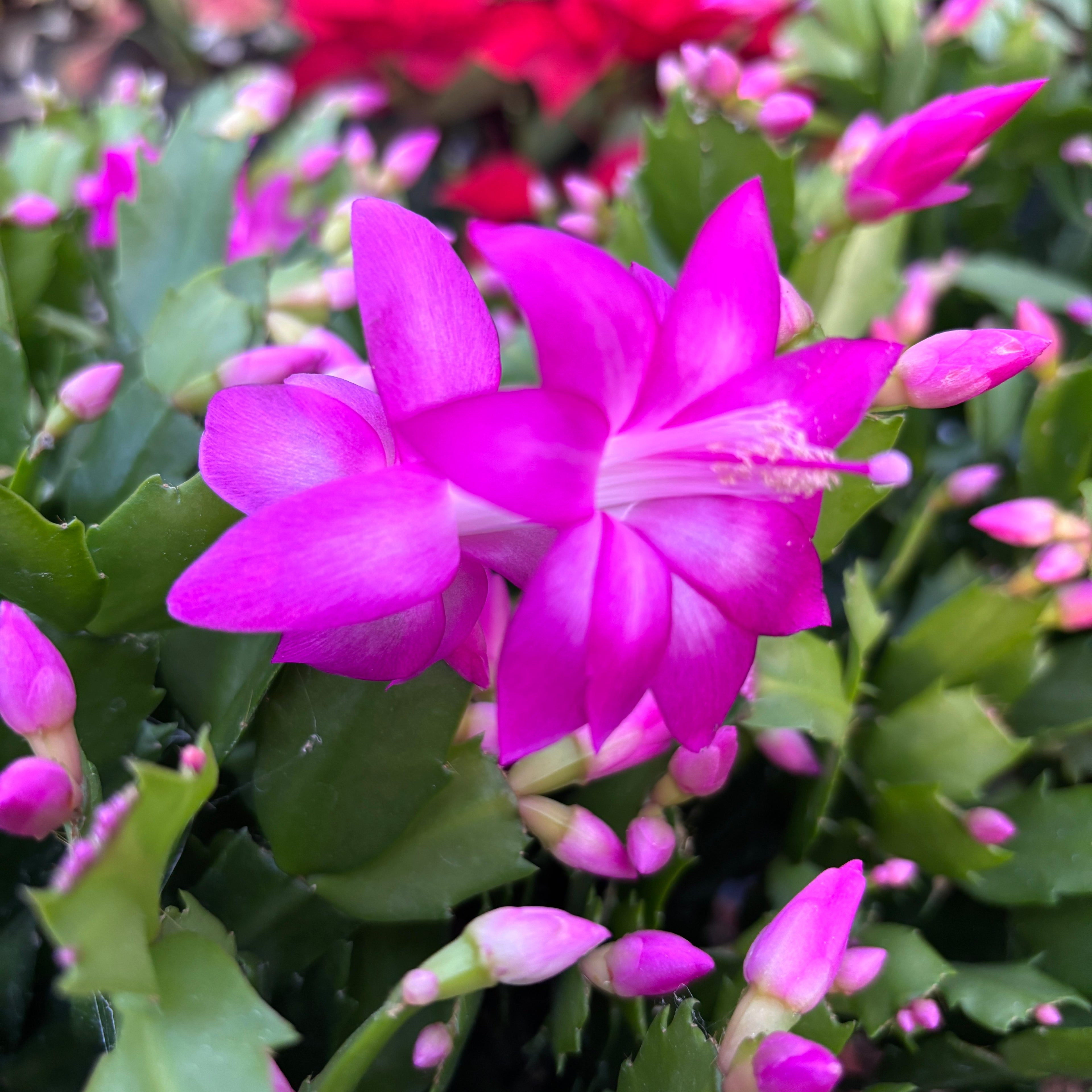 Schlumbergera Cyber Dancer (craciunita roz) - exemplare XL