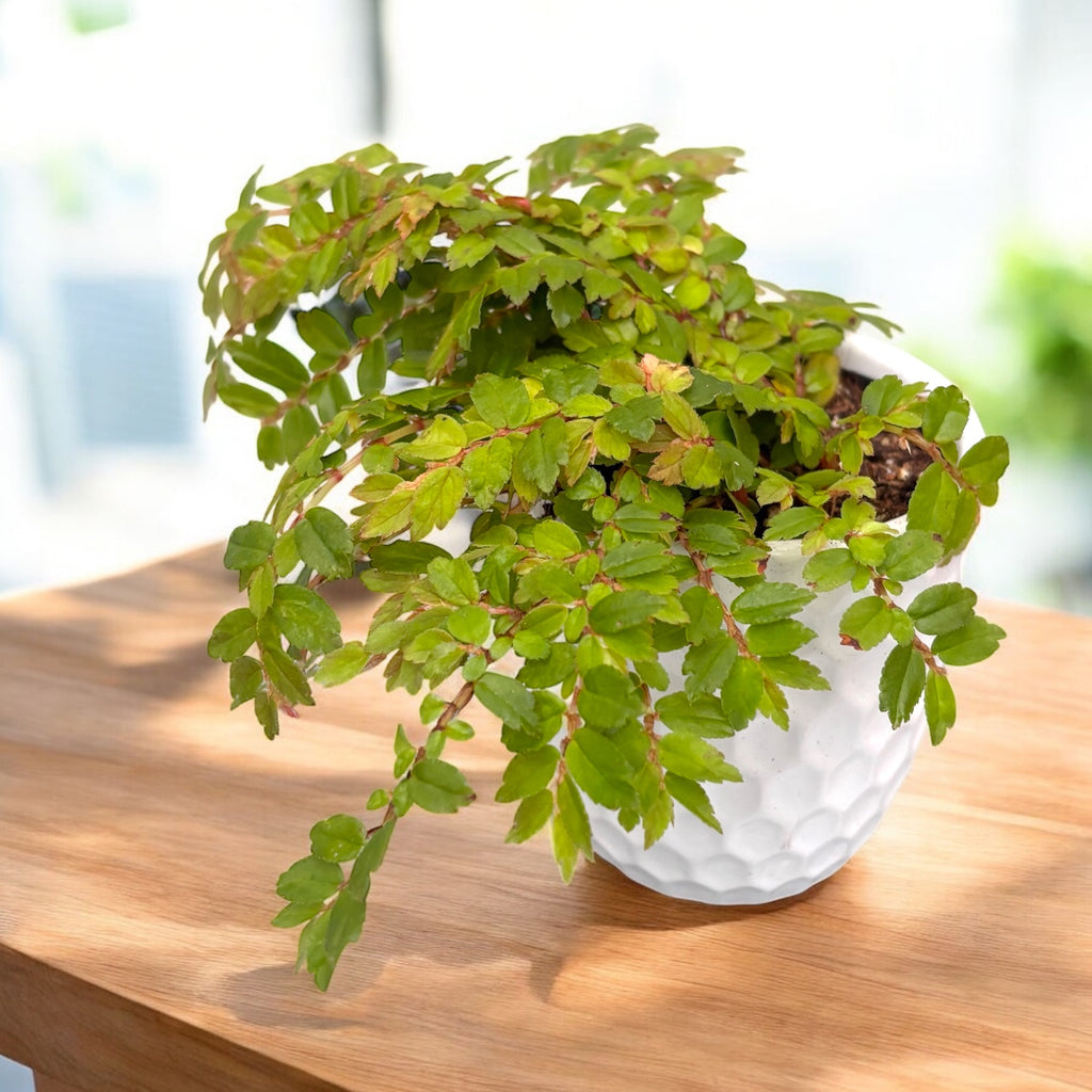 Begónia foliosa var. miniata (Fuchsie Begónia) D9